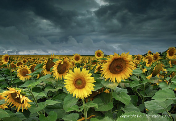 Field of sunflowers in Hungary